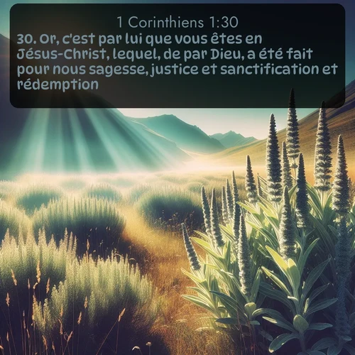 Segond 1 Corinthiens  ; image nature: image avec le verset biblique :Or, c&#039;est par lui que vous êtes en Jésus-Christ, lequel, de par Dieu, a été fait pour nous sagesse, justice et sanctification et rédemption, ;  ; 1:30