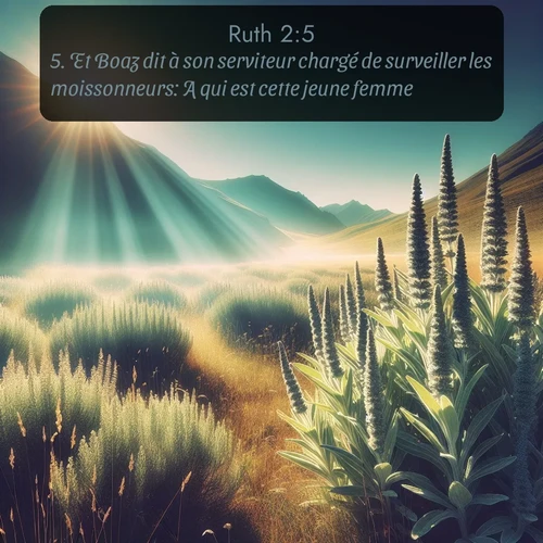 Segond Ruth  ; image nature: image avec le verset biblique :Et Boaz dit à son serviteur chargé de surveiller les moissonneurs: A qui est cette jeune femme? ;  ; 2:5