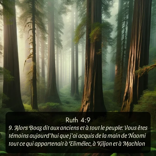 Segond Ruth  ; image nature: image avec le verset biblique :Alors Boaz dit aux anciens et à tout le peuple: Vous êtes témoins aujourd&#039;hui que j&#039;ai acquis de la main de Naomi tout ce qui appartenait à Elimélec, à Kiljon et à Machlon, ;  ; 4:9
