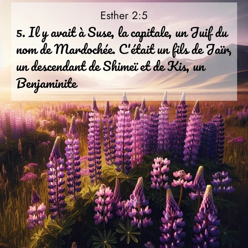 Segond21 Esther  ; image nature: image avec le verset biblique :Il y avait à Suse, la capitale, un Juif du nom de Mardochée. C&#039;était un fils de Jaïr, un descendant de Shimeï et de Kis, un Benjaminite ;  ; 2:5