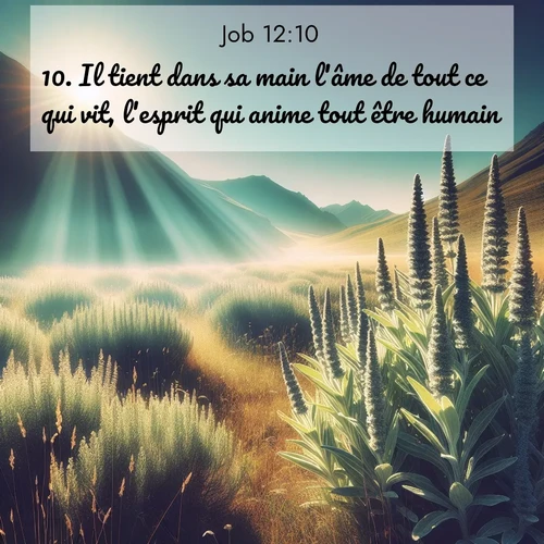 Segond21 Job  ; image nature: image avec le verset biblique :Il tient dans sa main l&#039;âme de tout ce qui vit, l&#039;esprit qui anime tout être humain. ;  ; 12:10
