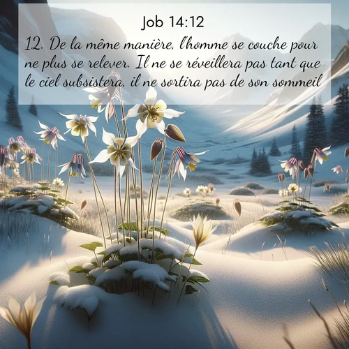 Segond21 Job  ; image nature: image avec le verset biblique :De la même manière, l&#039;homme se couche pour ne plus se relever. Il ne se réveillera pas tant que le ciel subsistera, il ne sortira pas de son sommeil. ;  ; 14:12