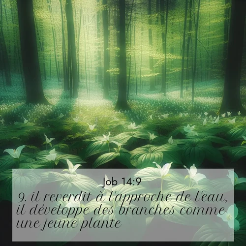 Segond21 Job  ; image nature: image avec le verset biblique :il reverdit à l&#039;approche de l&#039;eau, il développe des branches comme une jeune plante. ;  ; 14:9