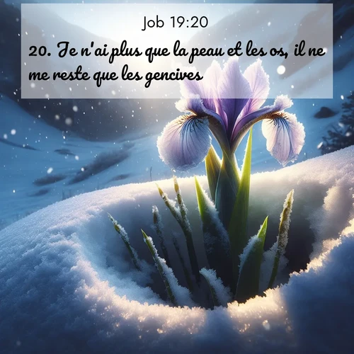 Segond21 Job  ; image nature: image avec le verset biblique :Je n&#039;ai plus que la peau et les os, il ne me reste que les gencives. ;  ; 19:20
