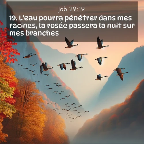 Segond21 Job  ; image nature: image avec le verset biblique :L&#039;eau pourra pénétrer dans mes racines, la rosée passera la nuit sur mes branches, ;  ; 29:19