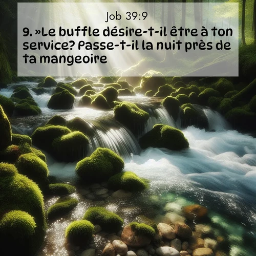 Segond21 Job  ; image nature: image avec le verset biblique :»Le buffle désire-t-il être à ton service? Passe-t-il la nuit près de ta mangeoire? ;  ; 39:9