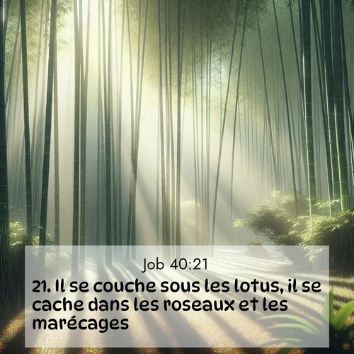 Segond21 Job  ; image nature: image avec le verset biblique :Il se couche sous les lotus, il se cache dans les roseaux et les marécages. ;  ; 40:21