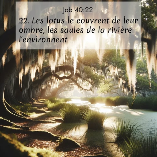 Segond21 Job  ; image nature: image avec le verset biblique :Les lotus le couvrent de leur ombre, les saules de la rivière l&#039;environnent. ;  ; 40:22
