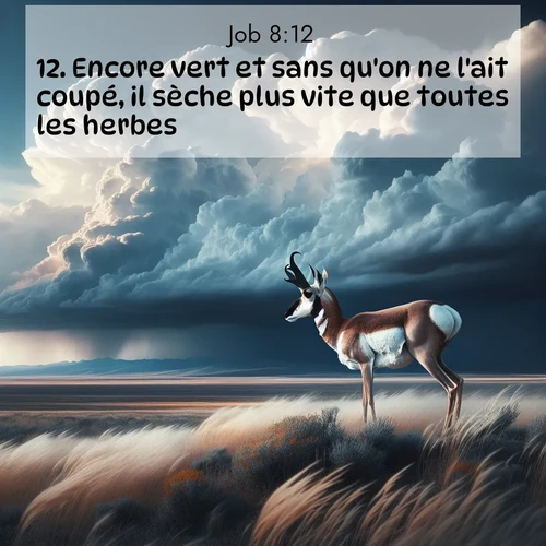 Segond21 Job  ; image nature: image avec le verset biblique :Encore vert et sans qu&#039;on ne l&#039;ait coupé, il sèche plus vite que toutes les herbes.&#039; ;  ; 8:12