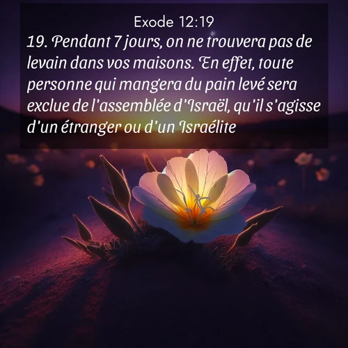 Segond21 Exode  ; image nature: image avec le verset biblique :Pendant 7 jours, on ne trouvera pas de levain dans vos maisons. En effet, toute personne qui mangera du pain levé sera exclue de l&#039;assemblée d&#039;Israël, qu&#039;il s&#039;agisse d&#039;un étranger ou d&#039;un Israélite. ;  ; 12:19