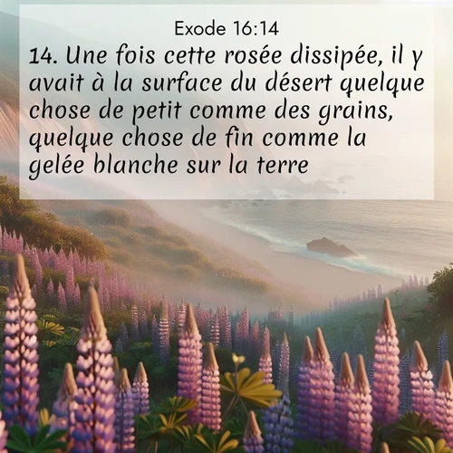 Segond21 Exode  ; image nature: image avec le verset biblique :Une fois cette rosée dissipée, il y avait à la surface du désert quelque chose de petit comme des grains, quelque chose de fin comme la gelée blanche sur la terre. ;  ; 16:14