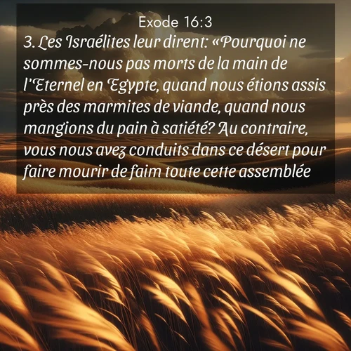 Segond21 Exode  ; image nature: image avec le verset biblique :Les Israélites leur dirent: «Pourquoi ne sommes-nous pas morts de la main de l&#039;Eternel en Egypte, quand nous étions assis près des marmites de viande, quand nous mangions du pain à satiété? Au contraire, vous nous avez conduits dans ce désert pour faire mourir de faim toute cette assemblée.» ;  ; 16:3
