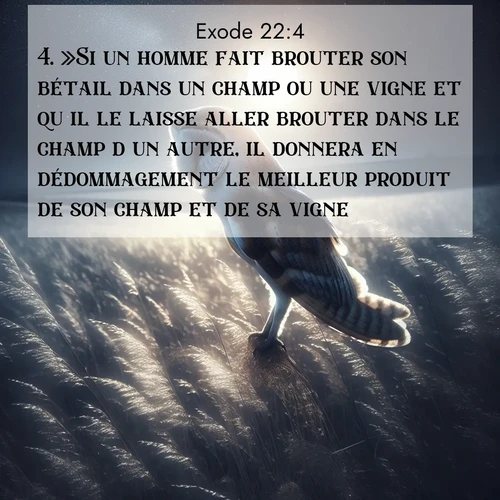 Segond21 Exode  ; image nature: image avec le verset biblique :»Si un homme fait brouter son bétail dans un champ ou une vigne et qu&#039;il le laisse aller brouter dans le champ d&#039;un autre, il donnera en dédommagement le meilleur produit de son champ et de sa vigne. ;  ; 22:4