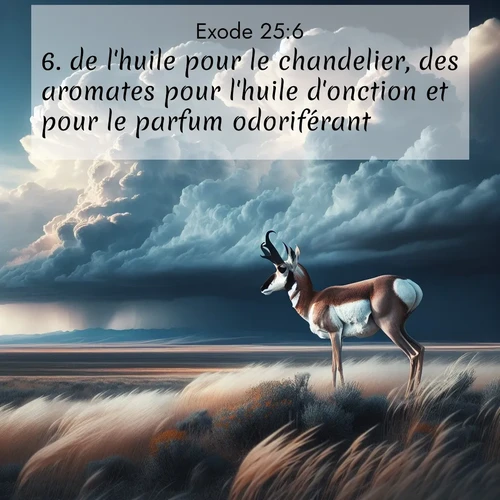 Segond21 Exode  ; image nature: image avec le verset biblique :de l&#039;huile pour le chandelier, des aromates pour l&#039;huile d&#039;onction et pour le parfum odoriférant; ;  ; 25:6