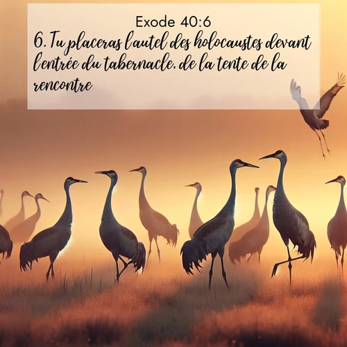 Segond21 Exode  ; image nature: image avec le verset biblique :Tu placeras l&#039;autel des holocaustes devant l&#039;entrée du tabernacle, de la tente de la rencontre. ;  ; 40:6