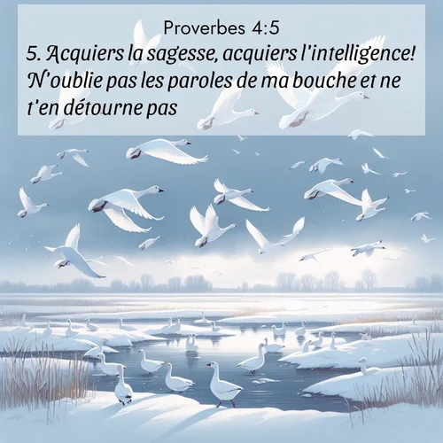 Segond21 Proverbes  ; image nature: image avec le verset biblique :Acquiers la sagesse, acquiers l&#039;intelligence! N&#039;oublie pas les paroles de ma bouche et ne t&#039;en détourne pas! ;  ; 4:5
