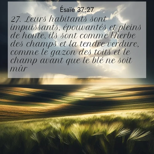 Segond21 Ésaïe  ; image nature: image avec le verset biblique :Leurs habitants sont impuissants, épouvantés et pleins de honte, ils sont comme l&#039;herbe des champs et la tendre verdure, comme le gazon des toits et le champ avant que le blé ne soit mûr. ;  ; 37:27