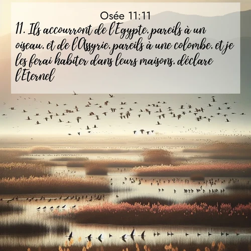 Segond21 Osée  ; image nature: image avec le verset biblique :Ils accourront de l&#039;Egypte, pareils à un oiseau, et de l&#039;Assyrie, pareils à une colombe, et je les ferai habiter dans leurs maisons, déclare l&#039;Eternel. ;  ; 11:11