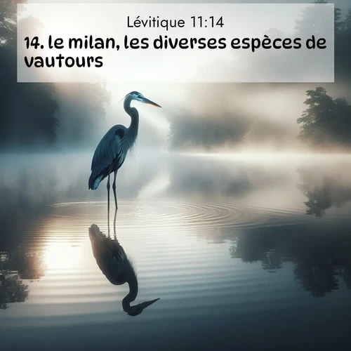 Segond21 Lévitique  ; image nature: image avec le verset biblique :le milan, les diverses espèces de vautours, ;  ; 11:14