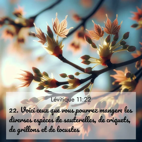 Segond21 Lévitique  ; image nature: image avec le verset biblique :Voici ceux que vous pourrez manger: les diverses espèces de sauterelles, de criquets, de grillons et de locustes. ;  ; 11:22