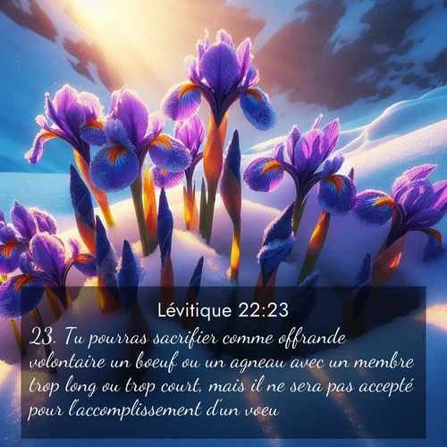 Segond21 Lévitique  ; image nature: image avec le verset biblique :Tu pourras sacrifier comme offrande volontaire un boeuf ou un agneau avec un membre trop long ou trop court, mais il ne sera pas accepté pour l&#039;accomplissement d&#039;un voeu. ;  ; 22:23