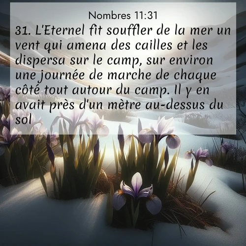 Segond21 Nombres  ; image nature: image avec le verset biblique :L&#039;Eternel fit souffler de la mer un vent qui amena des cailles et les dispersa sur le camp, sur environ une journée de marche de chaque côté tout autour du camp. Il y en avait près d&#039;un mètre au-dessus du sol. ;  ; 11:31