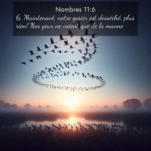 Segond21 Nombres  ; image nature: image avec le verset biblique :Maintenant, notre gosier est desséché: plus rien! Nos yeux ne voient que de la manne.» ;  ; 11:6