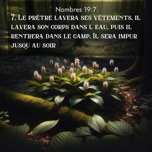 Segond21 Nombres  ; image nature: image avec le verset biblique :Le prêtre lavera ses vêtements, il lavera son corps dans l&#039;eau, puis il rentrera dans le camp. Il sera impur jusqu&#039;au soir. ;  ; 19:7