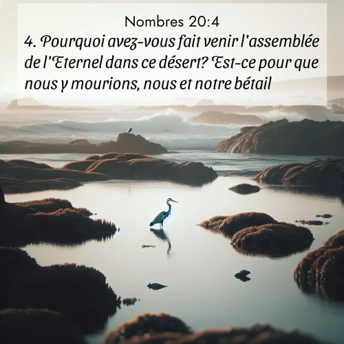 Segond21 Nombres  ; image nature: image avec le verset biblique :Pourquoi avez-vous fait venir l&#039;assemblée de l&#039;Eternel dans ce désert? Est-ce pour que nous y mourions, nous et notre bétail? ;  ; 20:4