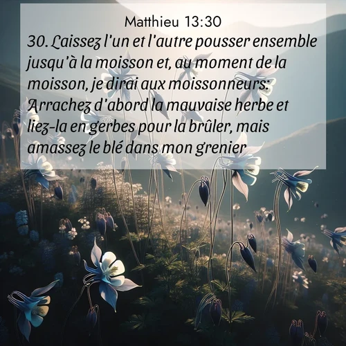 Segond21 Évangile selon Matthieu  ; image nature: image avec le verset biblique :Laissez l&#039;un et l&#039;autre pousser ensemble jusqu&#039;à la moisson et, au moment de la moisson, je dirai aux moissonneurs: Arrachez d&#039;abord la mauvaise herbe et liez-la en gerbes pour la brûler, mais amassez le blé dans mon grenier.&#039;» ;  ; 13:30
