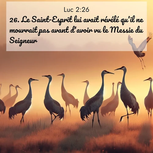 Segond21 Évangile selon Luc  ; image nature: image avec le verset biblique :Le Saint-Esprit lui avait révélé qu&#039;il ne mourrait pas avant d&#039;avoir vu le Messie du Seigneur. ;  ; 2:26