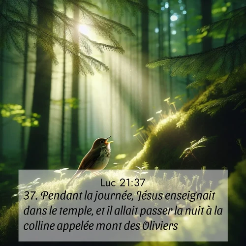 Segond21 Évangile selon Luc  ; image nature: image avec le verset biblique :Pendant la journée, Jésus enseignait dans le temple, et il allait passer la nuit à la colline appelée mont des Oliviers. ;  ; 21:37