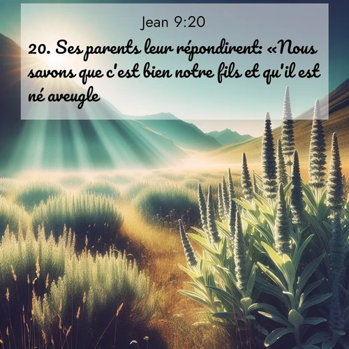 Segond21 Évangile selon Jean  ; image nature: image avec le verset biblique :Ses parents leur répondirent: «Nous savons que c&#039;est bien notre fils et qu&#039;il est né aveugle, ;  ; 9:20