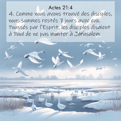 Segond21 Actes  ; image nature: image avec le verset biblique :Comme nous avons trouvé des disciples, nous sommes restés 7 jours avec eux. Poussés par l&#039;Esprit, les disciples disaient à Paul de ne pas monter à Jérusalem ;  ; 21:4