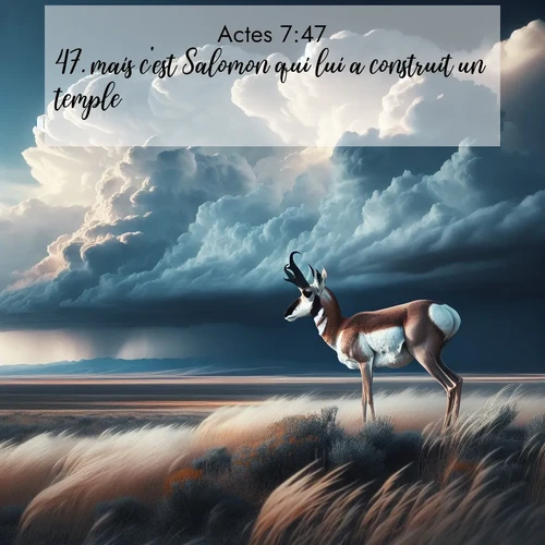 Segond21 Actes  ; image nature: image avec le verset biblique :mais c&#039;est Salomon qui lui a construit un temple. ;  ; 7:47