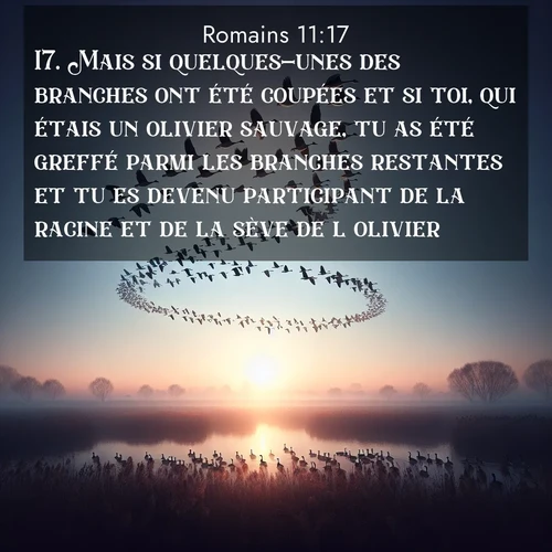 Segond21 Romains  ; image nature: image avec le verset biblique :Mais si quelques-unes des branches ont été coupées et si toi, qui étais un olivier sauvage, tu as été greffé parmi les branches restantes et tu es devenu participant de la racine et de la sève de l&#039;olivier, ;  ; 11:17