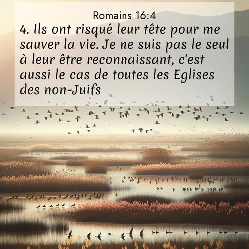 Segond21 Romains  ; image nature: image avec le verset biblique :Ils ont risqué leur tête pour me sauver la vie. Je ne suis pas le seul à leur être reconnaissant, c&#039;est aussi le cas de toutes les Eglises des non-Juifs. ;  ; 16:4