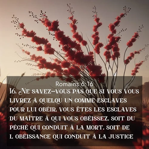 Segond21 Romains  ; image nature: image avec le verset biblique :Ne savez-vous pas que si vous vous livrez à quelqu&#039;un comme esclaves pour lui obéir, vous êtes les esclaves du maître à qui vous obéissez, soit du péché qui conduit à la mort, soit de l&#039;obéissance qui conduit à la justice? ;  ; 6:16