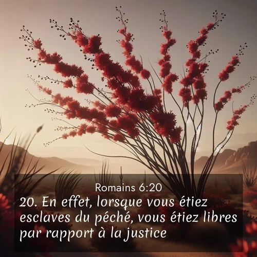 Segond21 Romains  ; image nature: image avec le verset biblique :En effet, lorsque vous étiez esclaves du péché, vous étiez libres par rapport à la justice. ;  ; 6:20
