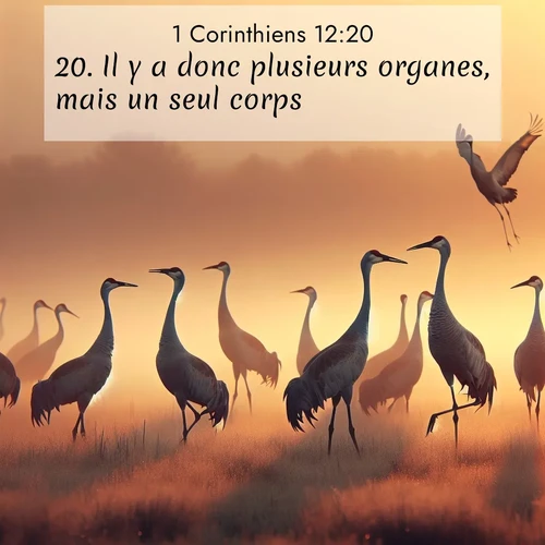 Segond21 1 Corinthiens  ; image nature: image avec le verset biblique :Il y a donc plusieurs organes, mais un seul corps. ;  ; 12:20