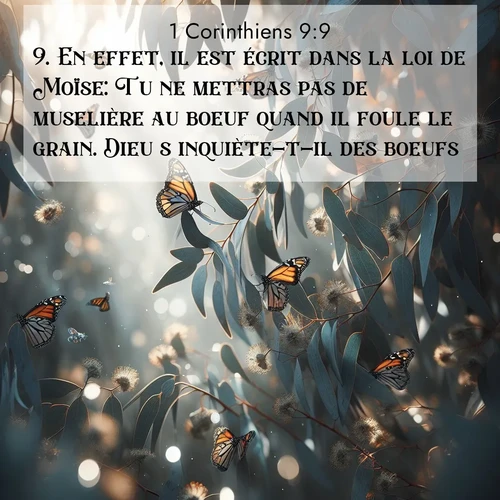 Segond21 1 Corinthiens  ; image nature: image avec le verset biblique :En effet, il est écrit dans la loi de Moïse: Tu ne mettras pas de muselière au boeuf quand il foule le grain. Dieu s&#039;inquiète-t-il des boeufs ;  ; 9:9