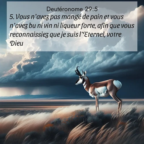 Segond21 Deutéronome  ; image nature: image avec le verset biblique :Vous n&#039;avez pas mangé de pain et vous n&#039;avez bu ni vin ni liqueur forte, afin que vous reconnaissiez que je suis l&#039;Eternel, votre Dieu. ;  ; 29:5