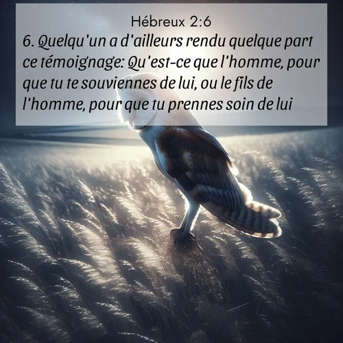 Segond21 Hébreux  ; image nature: image avec le verset biblique :Quelqu&#039;un a d&#039;ailleurs rendu quelque part ce témoignage: Qu&#039;est-ce que l&#039;homme, pour que tu te souviennes de lui, ou le fils de l&#039;homme, pour que tu prennes soin de lui? ;  ; 2:6
