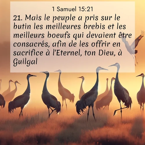 Segond21 1 Samuel  ; image nature: image avec le verset biblique :Mais le peuple a pris sur le butin les meilleures brebis et les meilleurs boeufs qui devaient être consacrés, afin de les offrir en sacrifice à l&#039;Eternel, ton Dieu, à Guilgal.» ;  ; 15:21