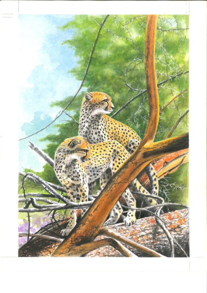 Danielle Nussbaumer dessin à a main en couleur / crayon : 2 guéopards dansles arbres