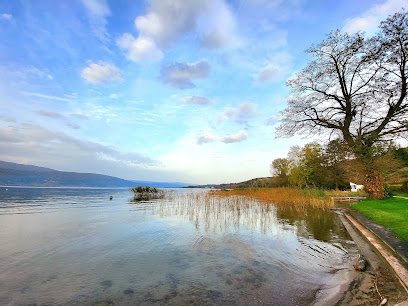 Seeland Suisse, lac paisible avec arbre et ciel bleu avec quelques nuages pour montrer un jolie paysage ou se déroule le nouveau camp jeunes velo au Seeland